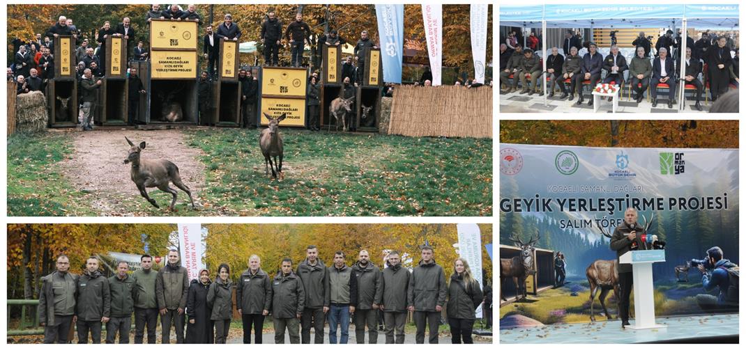 Kızıl geyikler doğal popülasyonun desteklenmesi amacıyla Samanlı Dağları’nda doğal yaşam alanına salındılar.