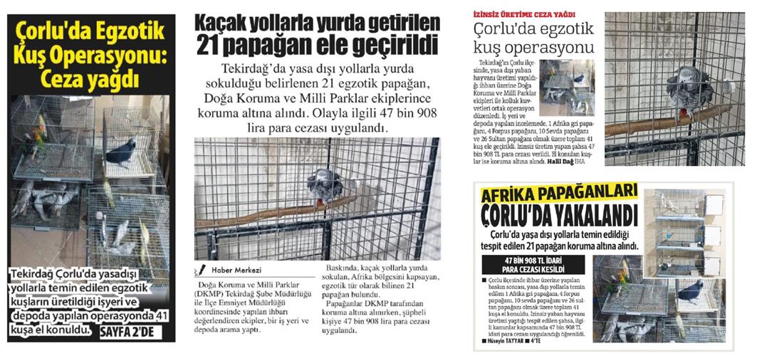 Basında Biz ''Çorlu'da yasa dışı yollarla temin edilen egzotik kuşlar koruma altına alındı''
