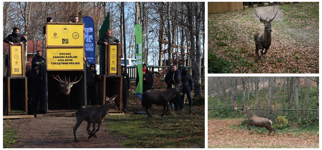 Samanlı Dağları'nda 3 Kızıl Geyik Daha Doğal Yaşam Alanlarına Kavuştu