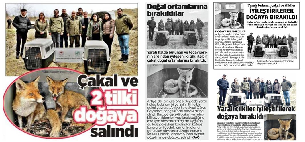 Basında Biz: Sakarya’da Rehabilitasyon Süreci Tamamlanan Tilki ve Çakallar Doğaya Salındı