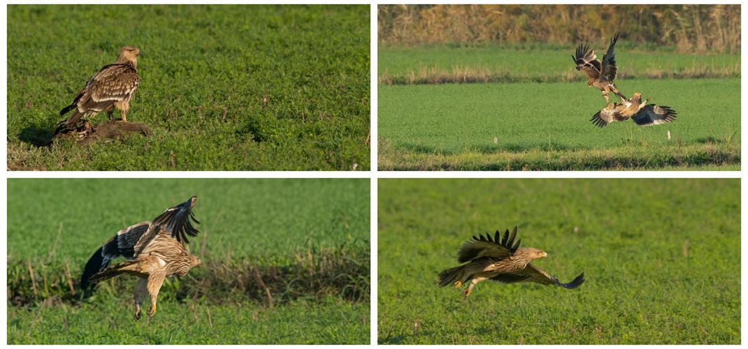 Trakya’da Halkalanan Şah Kartal 600 kilometre Uzaklıktaki Bafa Gölü’nde Görüntülendi.