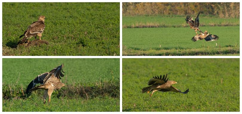 Trakya’da Halkalanan Şah Kartal 600 kilometre Uzaklıktaki Bafa Gölü’nde Görüntülendi.