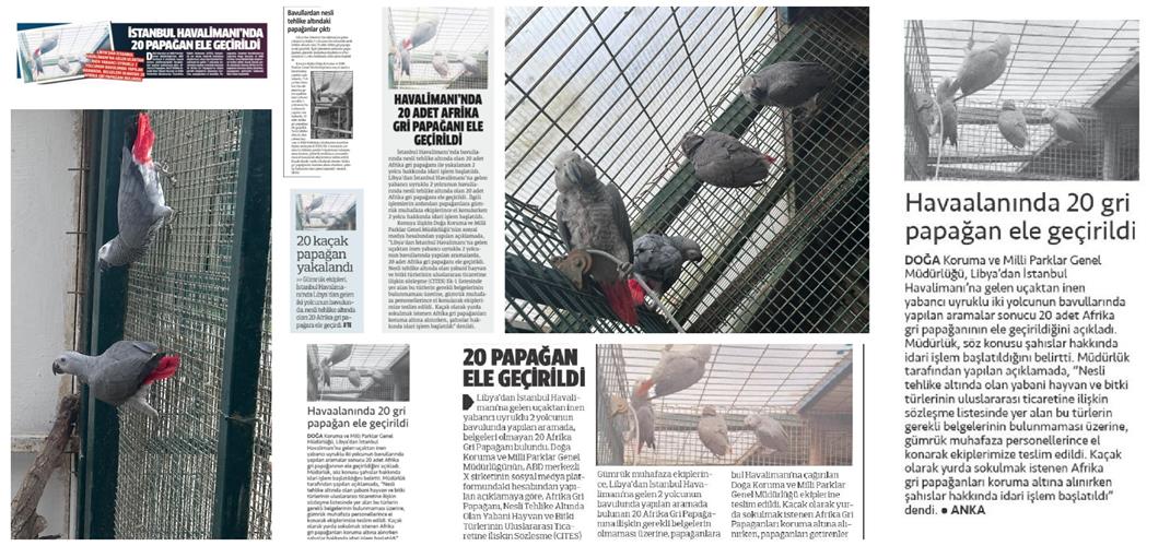 Basın Biz " İstanbul Havalimanı'nda 20 Adet Afrika Gri Papağanı Ele Geçirildi."