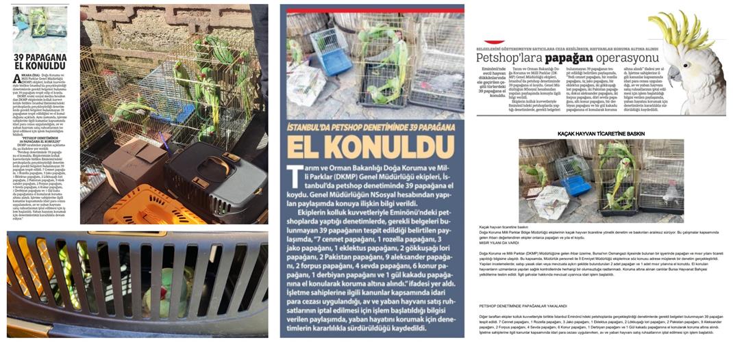 İstanbul’da Petshop Denetimi: 39 Papağana El Konuldu