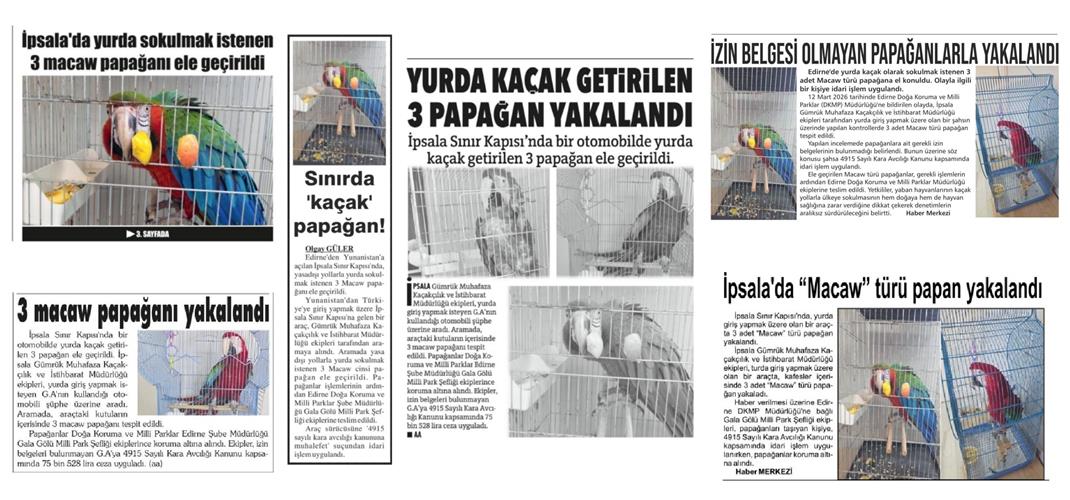 Basında Biz " İpsala Sınır Kapısında İzin Belgesi Olmayan Macaw Türü Papağanlara El Konuldu"