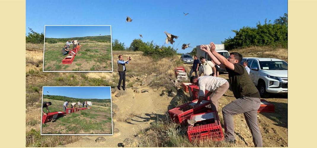 Edirne Şube Müdürlüğümüzce 500 Adet Kınalı Kekliklerin Doğaya Salımı Gerçekleştirildi